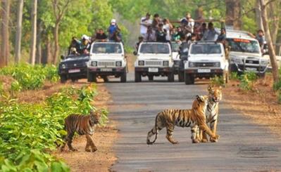 Sariska Tiger Sanctuary